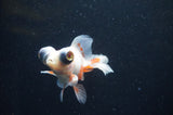 Butterfly  Red White 3.5 Inch (ID#415B8b-37) Free2Day SHIPPING