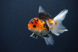 Juvenile Thai Oranda  Tricolor 4 Inch (ID#1231To13b-80) Free2Day SHIPPING