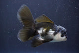 Juvenile Thai Oranda  Panda 4.5 Inch (ID#910To13bpt6-42) Free2Day SHIPPING