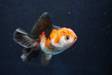 Juvenile Thai Oranda  Tricolor 3.5 Inch (ID#1018To13b-96) Free2Day SHIPPING