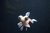 Butterfly  Red White 3.5 Inch (ID#415B8b-37) Free2Day SHIPPING