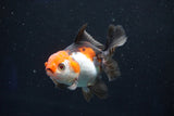 Juvenile Thai Oranda  Tricolor 3.5 Inch (ID#1018To13b-96) Free2Day SHIPPING