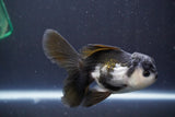 Juvenile Thai Oranda  Panda 4.5 Inch (ID#910To13bpt6-42) Free2Day SHIPPING