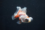 Butterfly  Red White 3.5 Inch (ID#415B8b-37) Free2Day SHIPPING