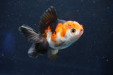 Juvenile Thai Oranda  Tricolor 3.5 Inch (ID#1018To13b-96) Free2Day SHIPPING