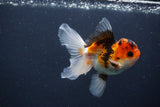 Juvenile Thai Oranda  Tricolor 4 Inch (ID#1231To13b-80) Free2Day SHIPPING