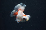 Butterfly  Red White 3.5 Inch (ID#415B8b-37) Free2Day SHIPPING