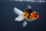 Juvenile Thai Oranda  Tricolor 4 Inch (ID#1231To13b-80) Free2Day SHIPPING