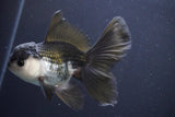 Juvenile Thai Oranda  Panda 4.5 Inch (ID#910To13bpt6-42) Free2Day SHIPPING