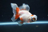 Butterfly  Red White 3.5 Inch (ID#415B8b-37) Free2Day SHIPPING