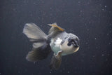 Juvenile Thai Oranda  Panda 4.5 Inch (ID#910To13bpt6-42) Free2Day SHIPPING