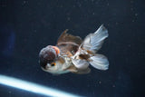 Juvenile Thai Oranda  Panda 3.5 Inch (ID#1018To13b-97) Free2Day SHIPPING