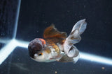 Juvenile Thai Oranda  Panda 3.5 Inch (ID#1018To13b-97) Free2Day SHIPPING