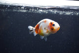 Baby Ranchu  Calico 3 Inch (ID#1224R9c-28) Free2Day SHIPPING