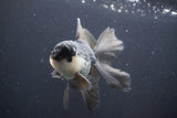 Juvenile Thai Oranda  Panda 4.5 Inch (ID#910To13bpt6-42) Free2Day SHIPPING