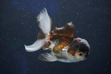 Juvenile Thai Oranda  Panda 3.5 Inch (ID#1018To13b-97) Free2Day SHIPPING