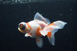 Butterfly  Red White 3.5 Inch (ID#415B8b-37) Free2Day SHIPPING