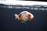 Baby Ranchu  Calico 3 Inch (ID#1224R9c-28) Free2Day SHIPPING