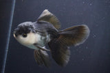 Juvenile Thai Oranda  Panda 4.5 Inch (ID#910To13bpt6-42) Free2Day SHIPPING