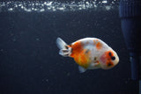 Baby Ranchu  Calico 3 Inch (ID#1224R9c-28) Free2Day SHIPPING