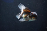 Juvenile Thai Oranda  Panda 3.5 Inch (ID#1018To13b-97) Free2Day SHIPPING