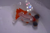 Butterfly  Red White 3.5 Inch (ID#415B8b-37) Free2Day SHIPPING