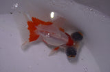 Butterfly  Red White 3.5 Inch (ID#415B8b-37) Free2Day SHIPPING