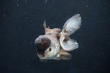 Juvenile Thai Oranda  Panda 3.5 Inch (ID#1018To13b-97) Free2Day SHIPPING