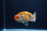 Ranchu  Sakura 4 Inch (ID#224R1c-48) Free2Day SHIPPING