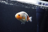 Baby Ranchu  Calico 3 Inch (ID#1224R9c-28) Free2Day SHIPPING