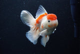 Thai Oranda  Sakura 4.5 Inch (ID#1210To5b-100) Free2Day SHIPPING