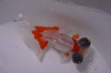 Butterfly  Red White 3.5 Inch (ID#415B8b-37) Free2Day SHIPPING