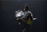 Thai Oranda  Black 6 Inch (ID#1108To6c-114)