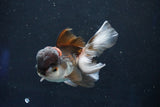 Juvenile Thai Oranda  Panda 3.5 Inch (ID#1018To13b-97) Free2Day SHIPPING