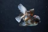 Juvenile Thai Oranda  Panda 3.5 Inch (ID#1018To13b-97) Free2Day SHIPPING