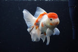 Thai Oranda  Sakura 4.5 Inch (ID#1210To5b-100) Free2Day SHIPPING