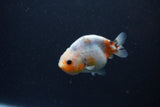 Baby Ranchu  Calico 3 Inch (ID#1224R9c-28) Free2Day SHIPPING