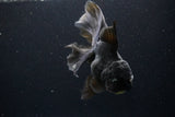 Thai Oranda  Black 6 Inch (ID#1108To6c-114)