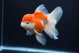 Thai Oranda  Sakura 4.5 Inch (ID#1210To5b-100) Free2Day SHIPPING