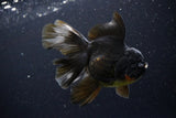 Thai Oranda  Black 6 Inch (ID#1108To6c-114)