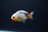 Baby Ranchu  Calico 3 Inch (ID#1224R9c-28) Free2Day SHIPPING