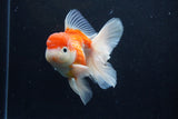 Thai Oranda  Sakura 4.5 Inch (ID#1210To5b-100) Free2Day SHIPPING