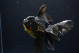 Thai Oranda  Black 6 Inch (ID#1108To6c-114)