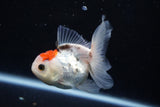 Juvenile Thai Oranda  Tricolor 3.5 Inch (ID#1018To13b-98) Free2Day SHIPPING