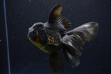 Thai Oranda  Black 6 Inch (ID#1108To6c-114)