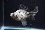 Butterfly  Calico 4 Inch (ID#415B8b-38) Free2Day SHIPPING