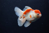 Thai Oranda  Sakura 4.5 Inch (ID#1210To5b-100) Free2Day SHIPPING