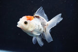 Juvenile Thai Oranda  Tricolor 3.5 Inch (ID#1018To13b-98) Free2Day SHIPPING