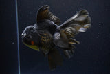 Thai Oranda  Black 6 Inch (ID#1108To6c-114)