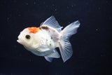 Juvenile Thai Oranda  Tricolor 3.5 Inch (ID#1018To13b-98) Free2Day SHIPPING